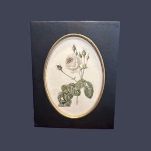 Illustration botanique – Rose blanche sous cadre
