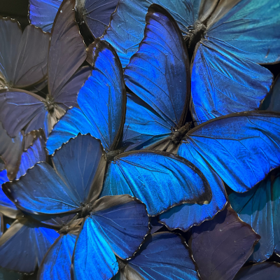 Histoire naturelle