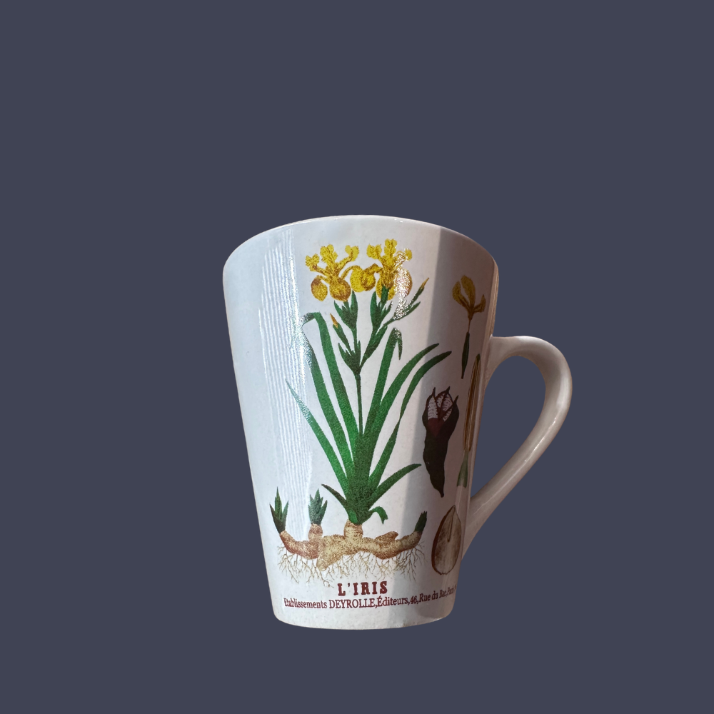 Lot de 4 tasses botaniques Deyrolle